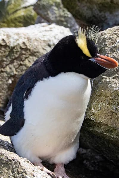 Pinguino crestato (Eudyptes sclateri)
