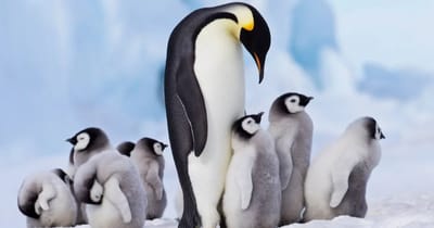 Pinguins