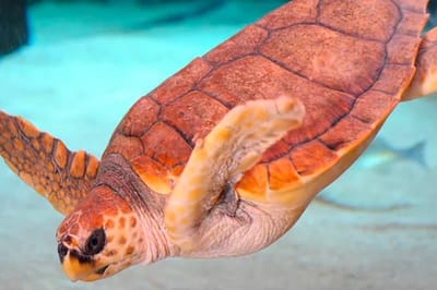 Tartaruga caretta (Caretta caretta)