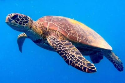 Tartaruga verde (Chelonia mydas)