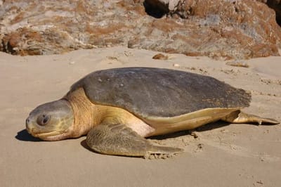 Tartaruga a dorso piatto (Natator depressus)