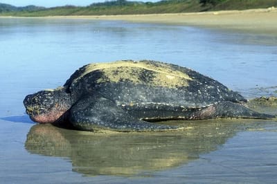 Tartaruga liuto (Dermochelys coriacea)