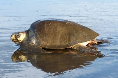 Tartaruga olivacea (Lepidochelys olivacea)