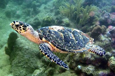 Tartaruga embricata (Eretmochelys imbricata)