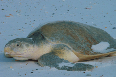Tartaruga di Kemp (Lepidochelys kempii)