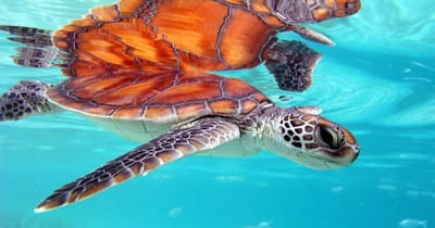 Tartaruga