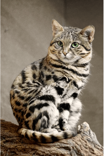 Gatto dai piedi neri