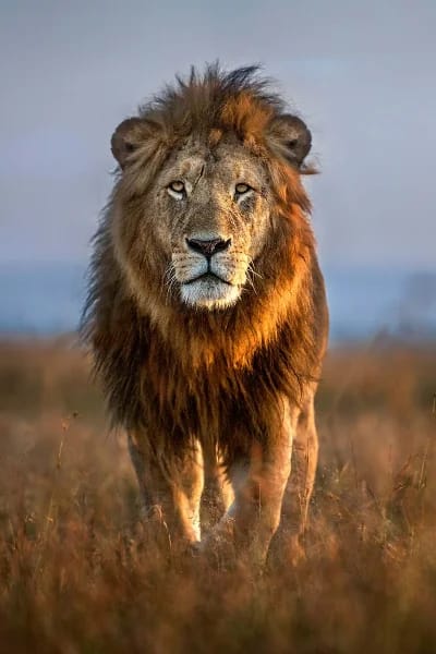 Leone