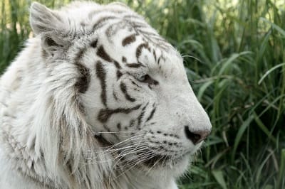 Tigre Bianco