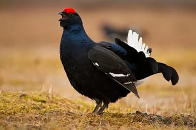 Gallo cedrone