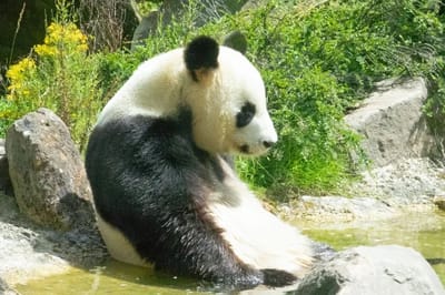 Panda gigante cinese