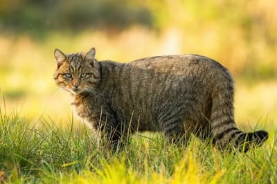 Gatto Forestale