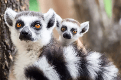 Lemuri