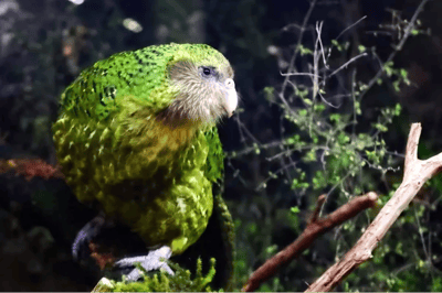 Kakapo (o Pappagallo gufo)