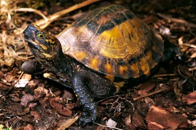 Tartaruga Scatola