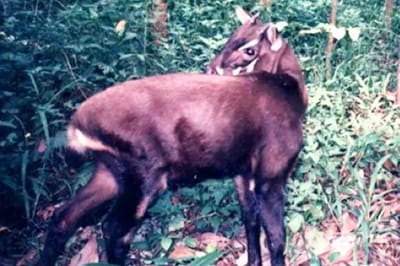 Saola