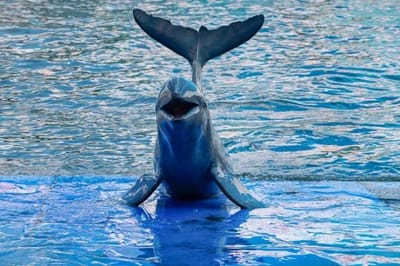 Delfino dell'Irrawaddy
