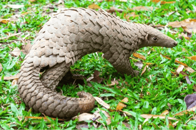 Pangolino