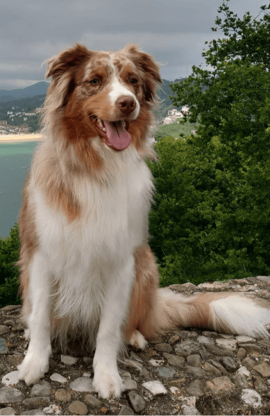 rouge merle
