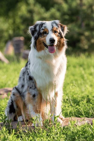 bleu merle