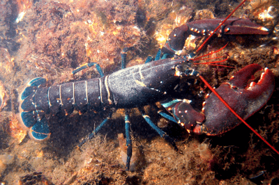 El bogavante
