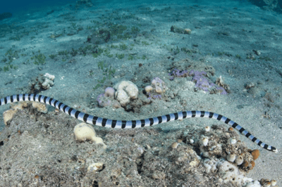 La serpiente marina