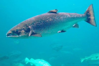 El salmón