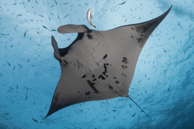 La mantarraya