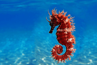 El caballito de mar