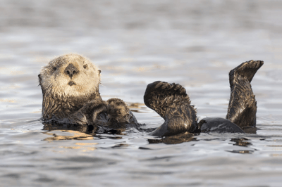 La nutria marina