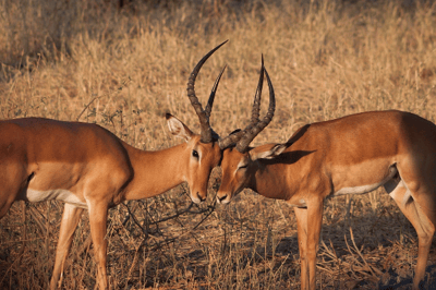 El impala