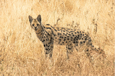 El serval