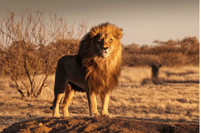 El león