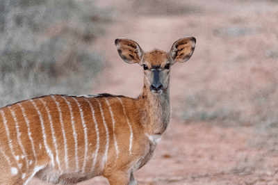 El nyala