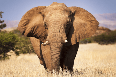 El elefante