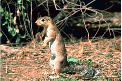 El xerus