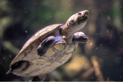 La tortuga arrau