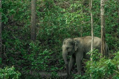 El elefante