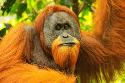 El orangután
