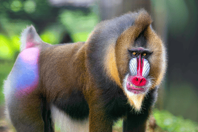 El mandril