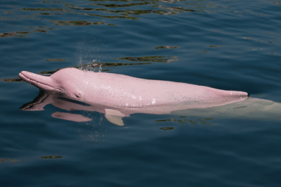 El delfín rosado del Amazonas