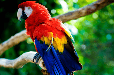 El loro