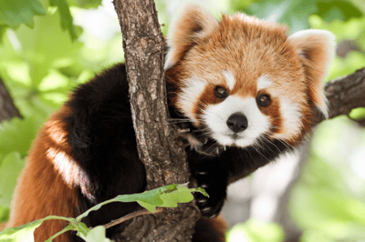 El panda rojo