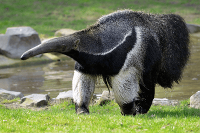 El oso hormiguero