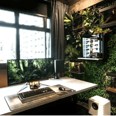 Indoor plants 🌿