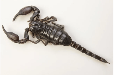 Scorpion noir