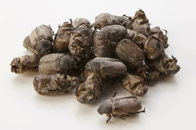 Hanneton scarabée phyllophaga