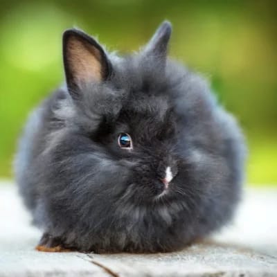 Mini Angora