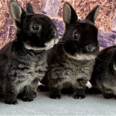 Mini Rex