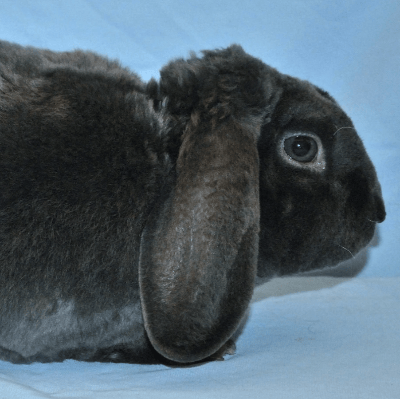 Mini Lop Rex